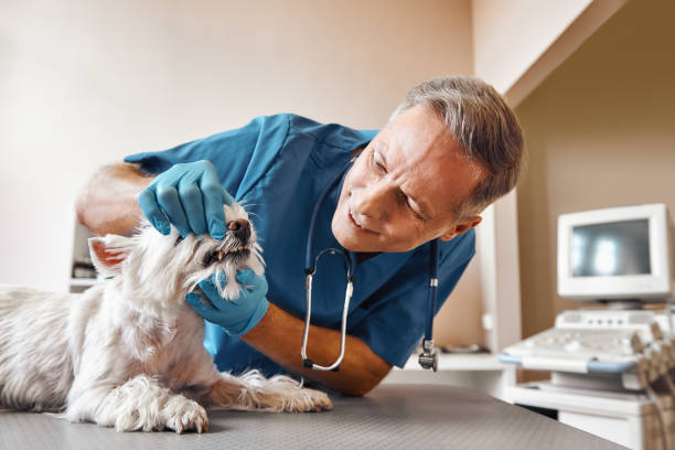 Best 24-Hour Emergency Dental Care in Howard City, MI